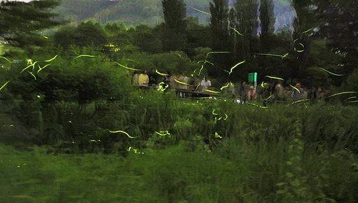 6月13日の写真