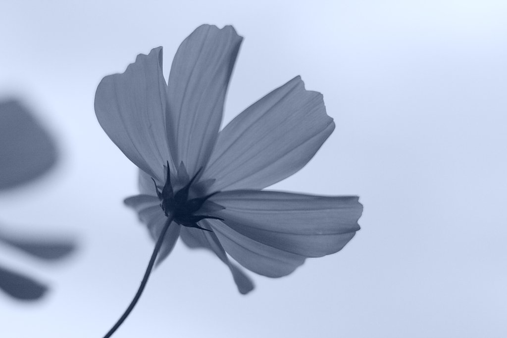 【５０】秋桜