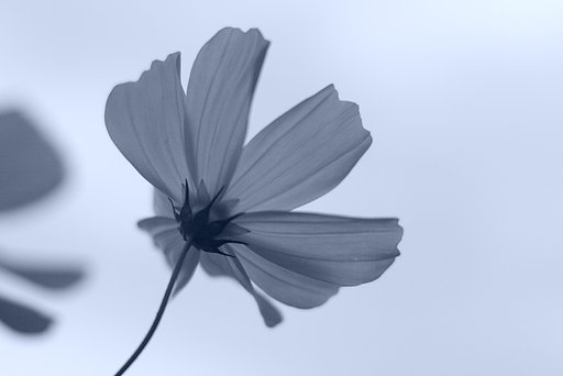 【５０】秋桜