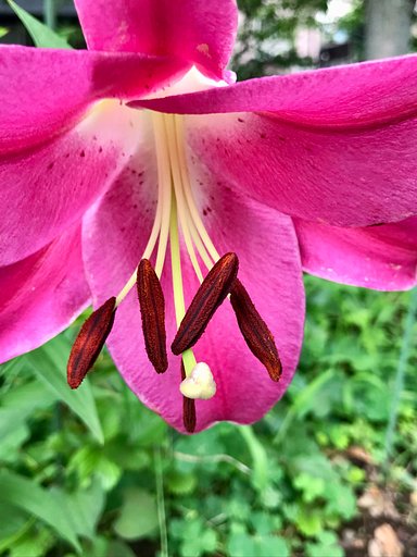 6月27日の写真
