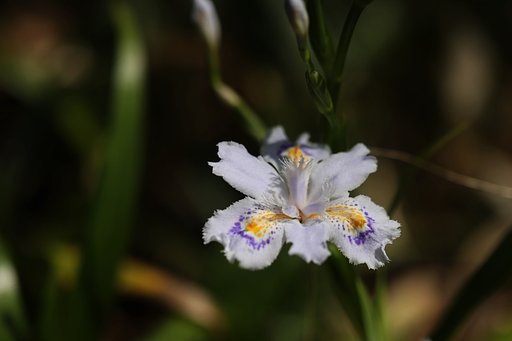 シャガ初見