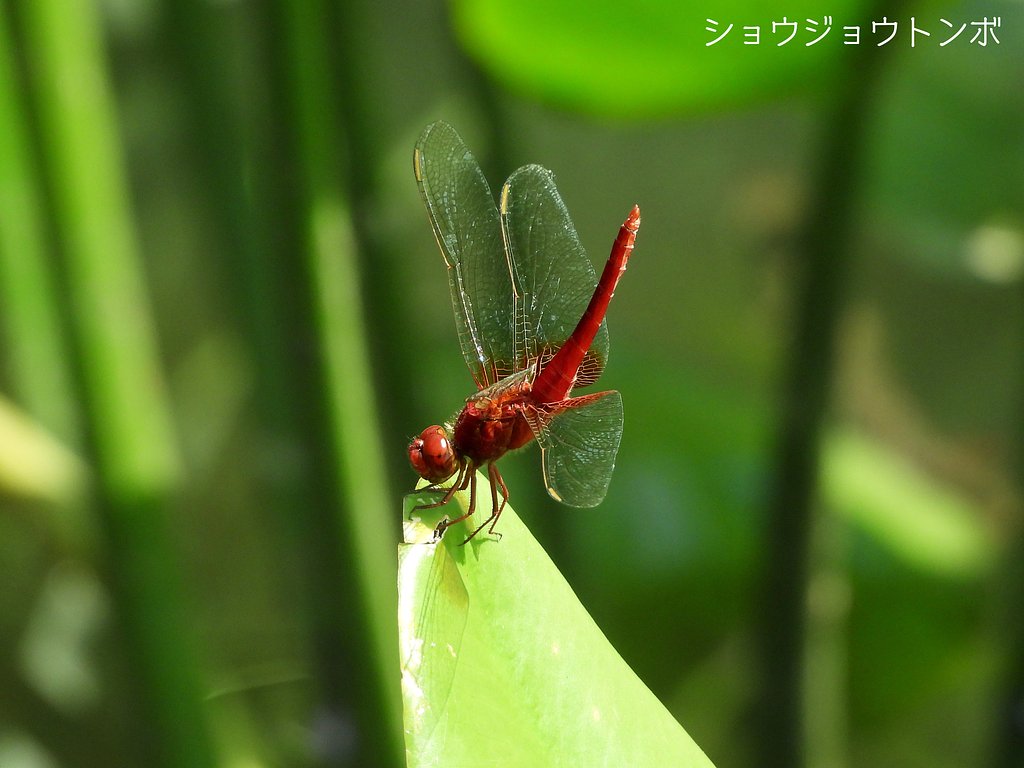 ショウジョウトンボ