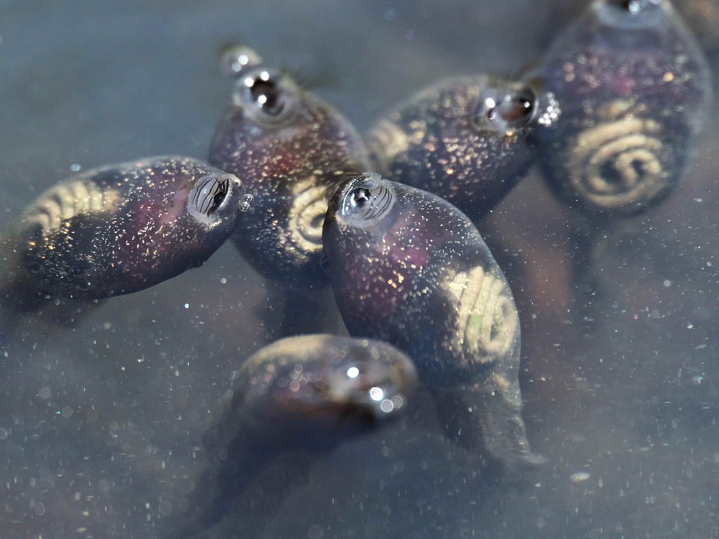 おたまじゃくし２
