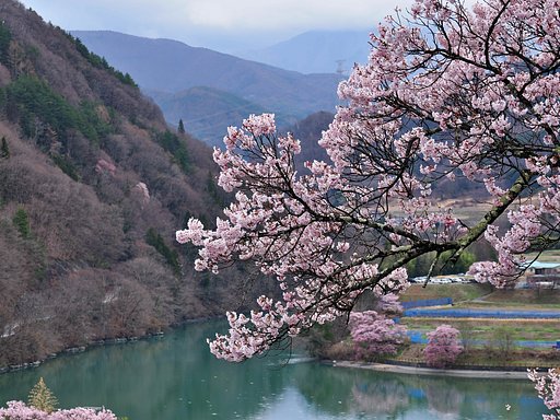 池のほとりの