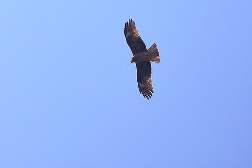 久し振りに探鳥しました