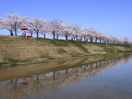 桜堤の回廊にて