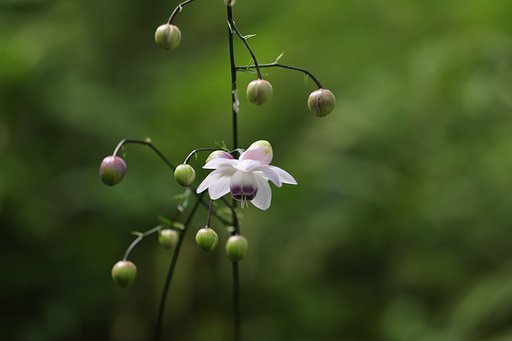 げんこつに囲まれて