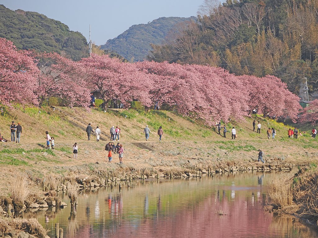 桜のほとりで