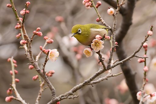どうにか、撮れました