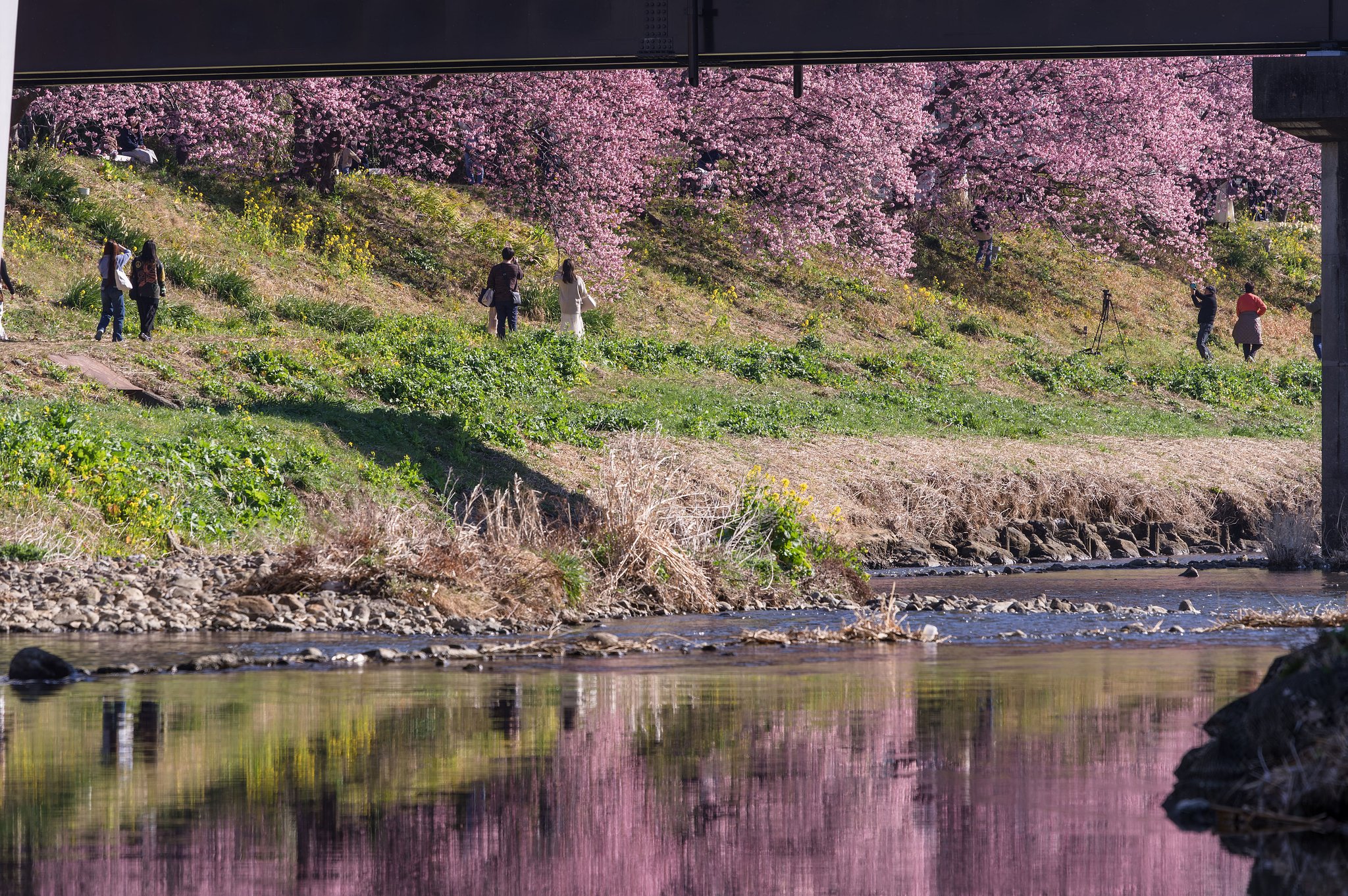 菜の花の桜サンド