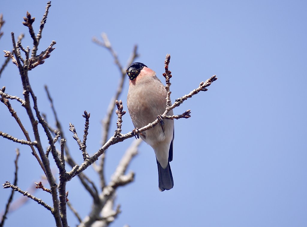ウソ♂