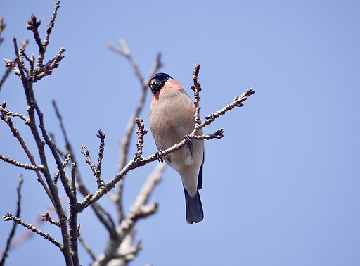 ウソ♂