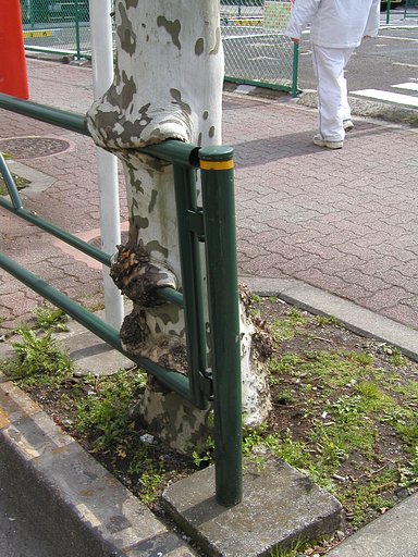 【木】ガブリ