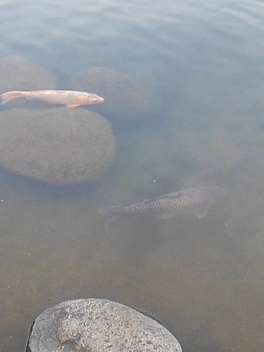 那須野が原公園の池の鯉