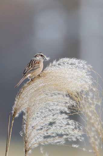 ホオジロの食生活