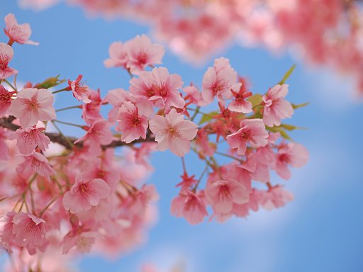 春の色