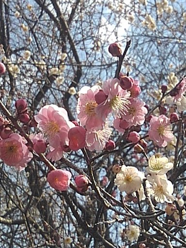 ピンクと白が混じる梅の花