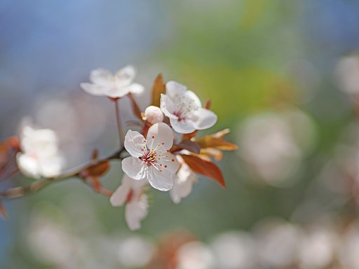 赤葉桜