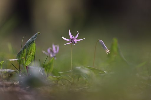 春の門出