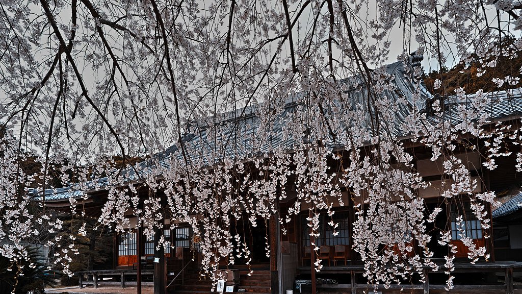 枝垂れ桜２
