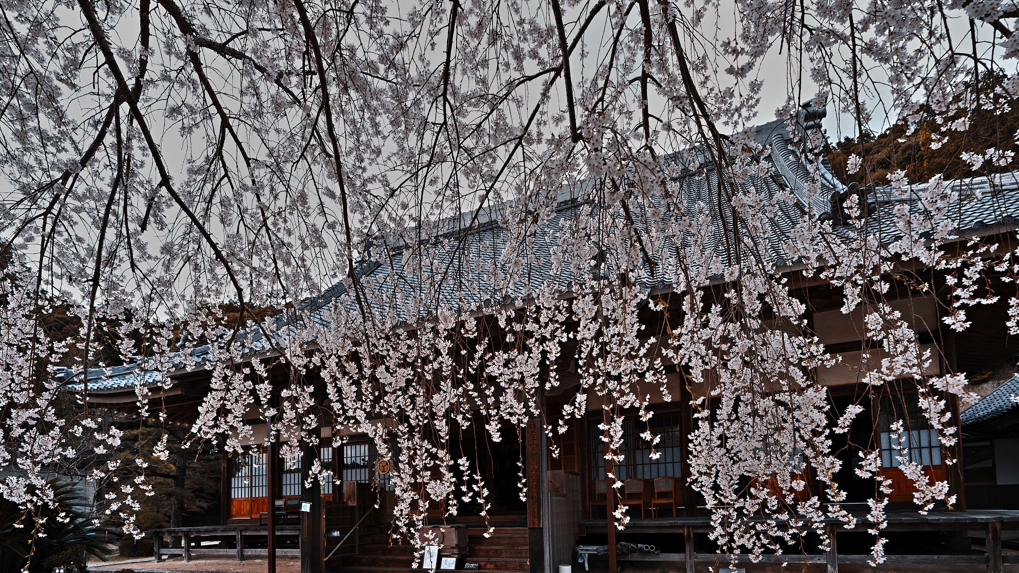 枝垂れ桜２