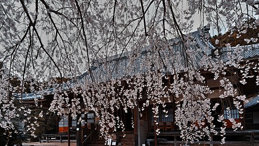 枝垂れ桜２