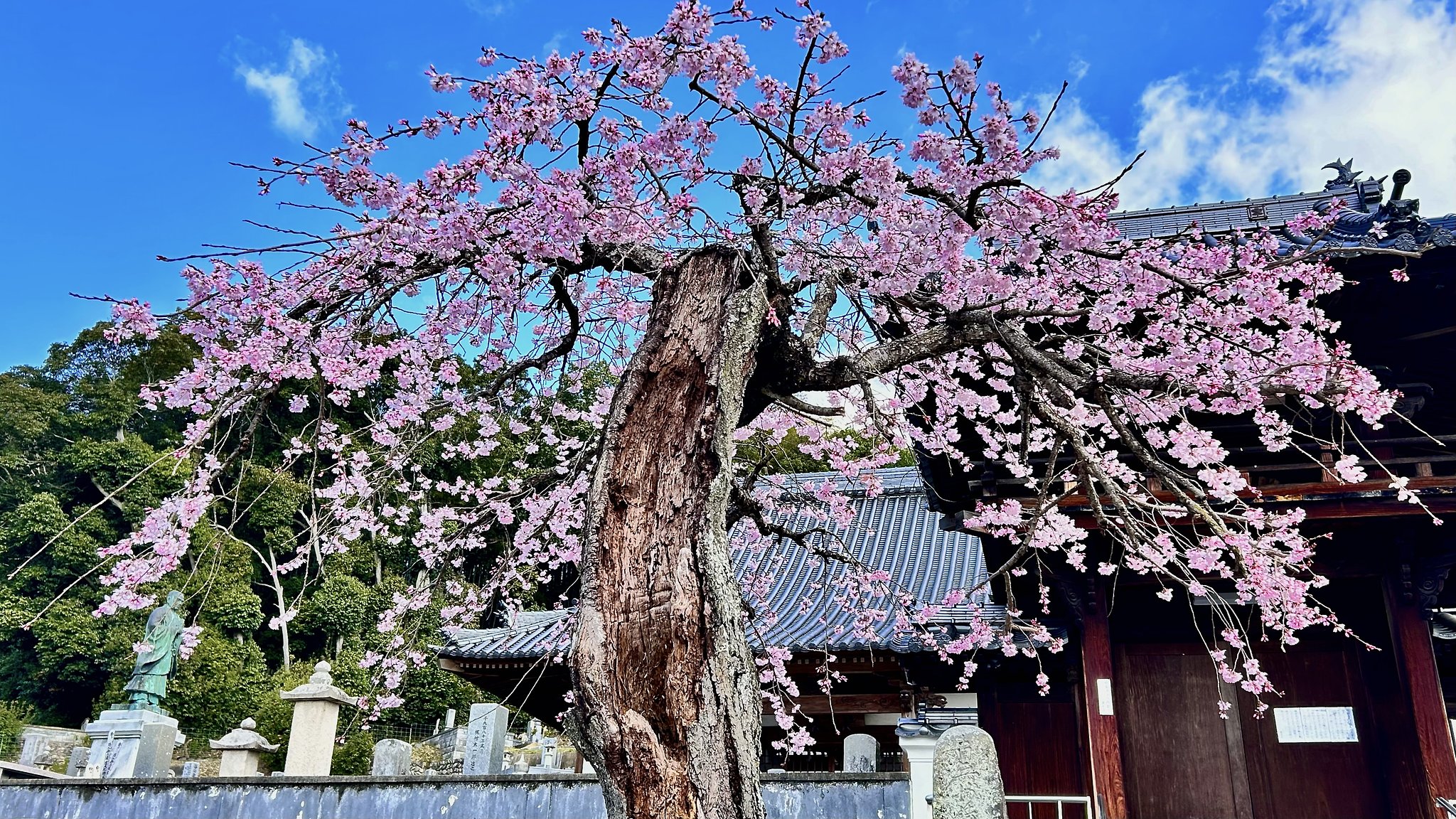 老木の枝垂れ桜