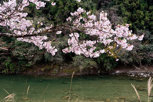 深山の春
