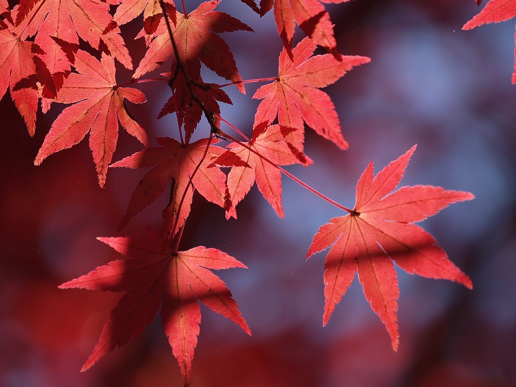輝く紅葉