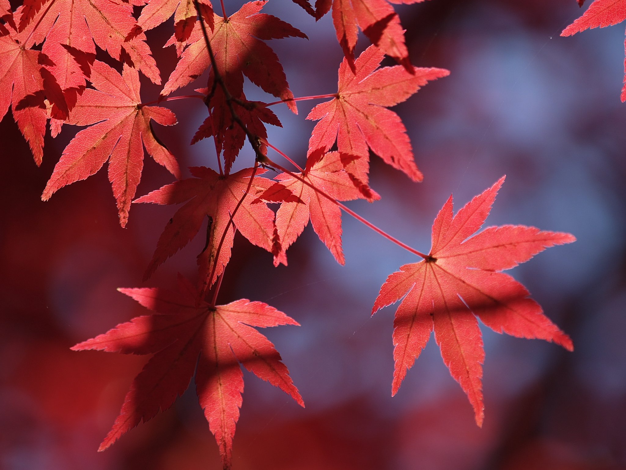輝く紅葉