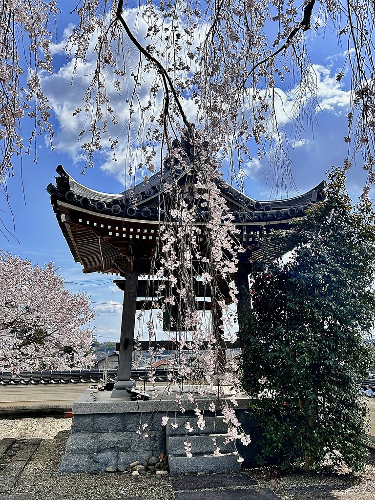 枝垂れ桜２