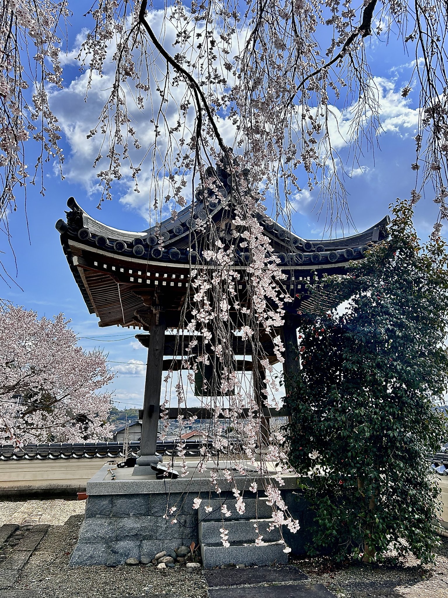 枝垂れ桜２