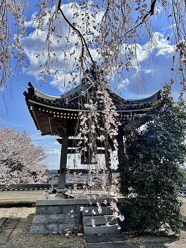 枝垂れ桜２