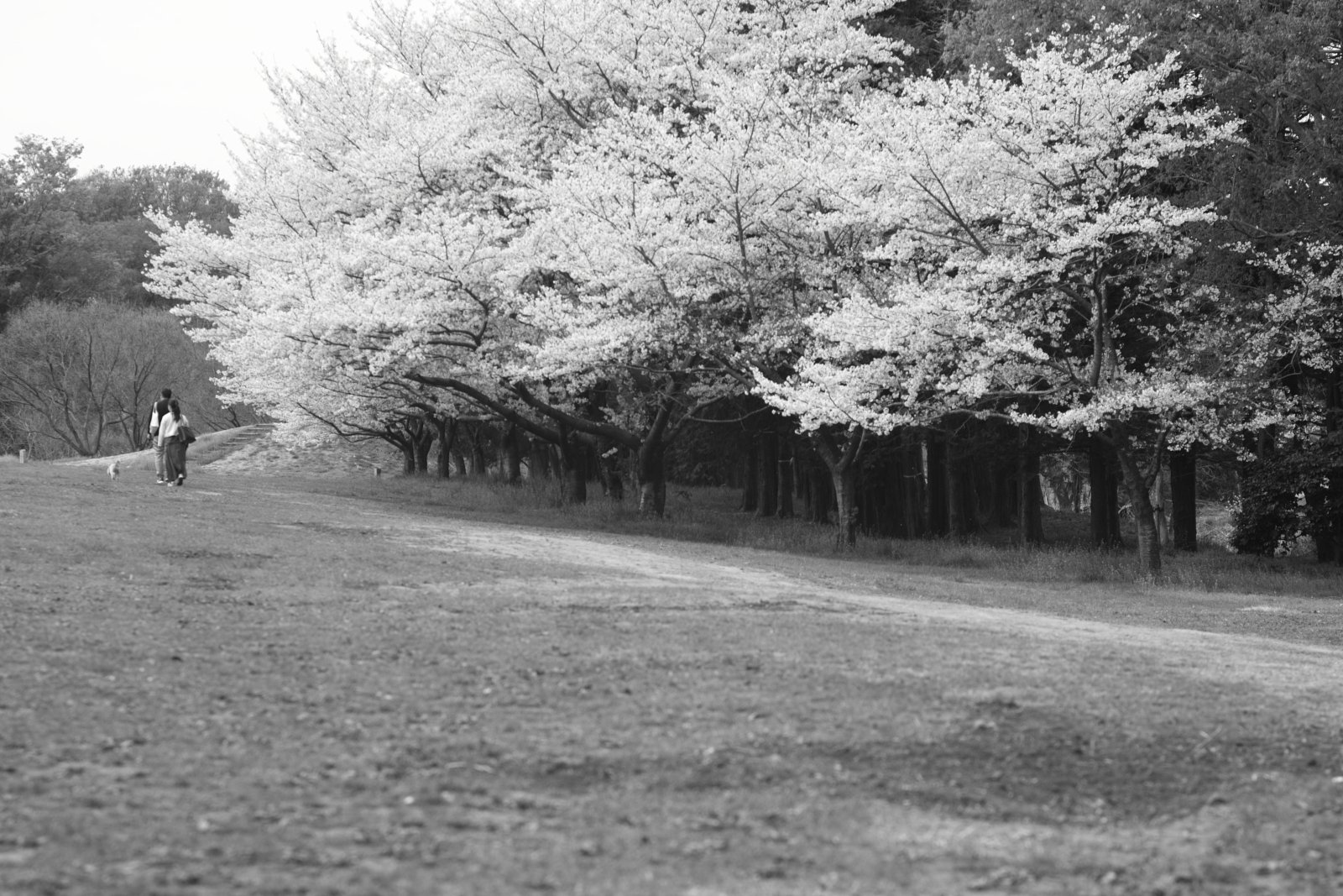 vivitar 135/3.5typeⅱ(fifteen blades )