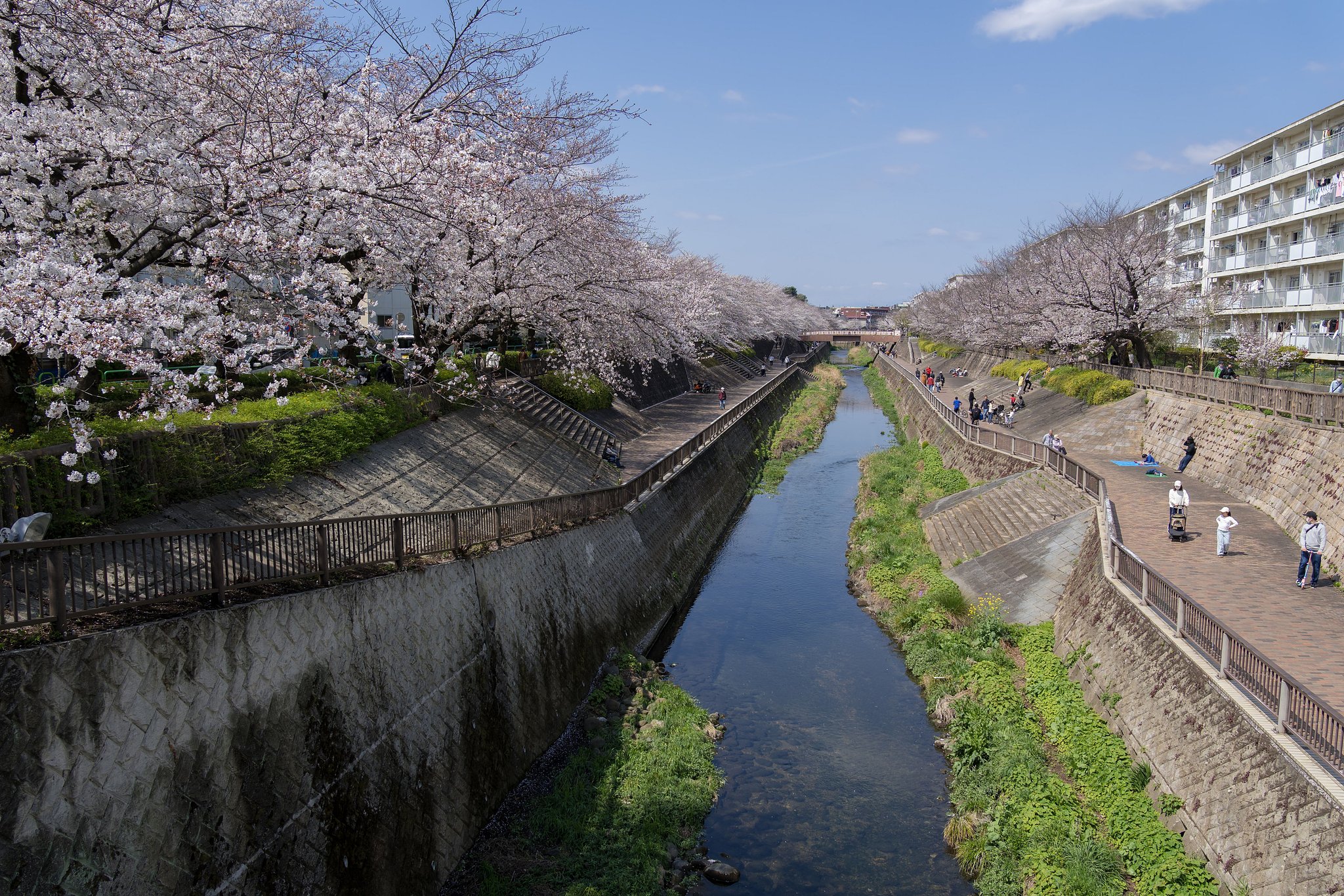 石神井川、お花見ポイント
