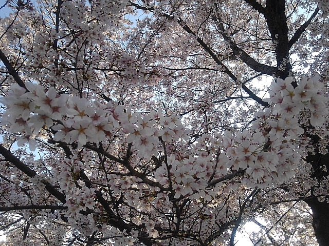 満開の桜の花