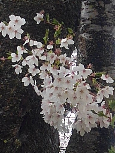 細い枝で咲く桜の花