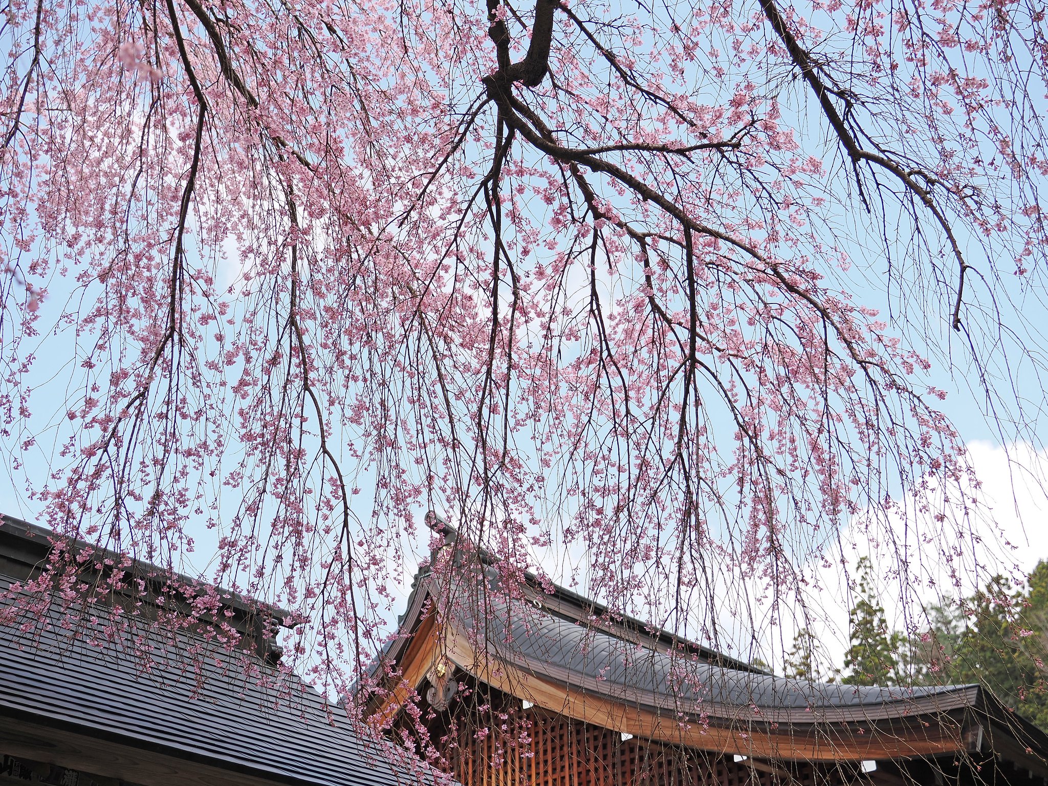いにしえの春を思う〜南湖神社〜４
