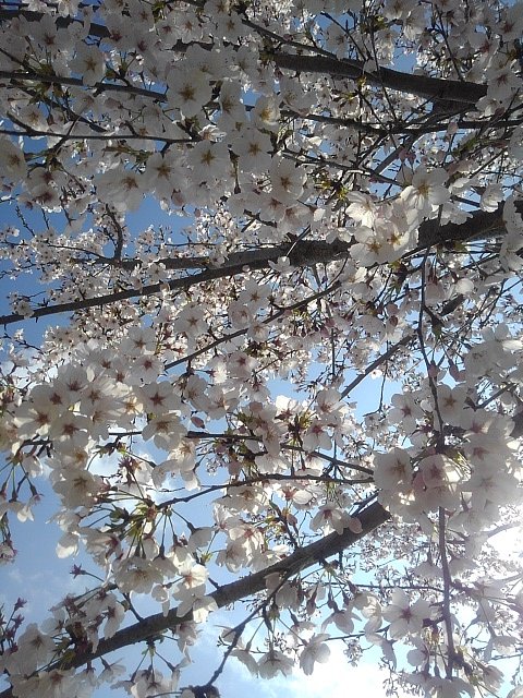 桜花の思い出～長峰公園より