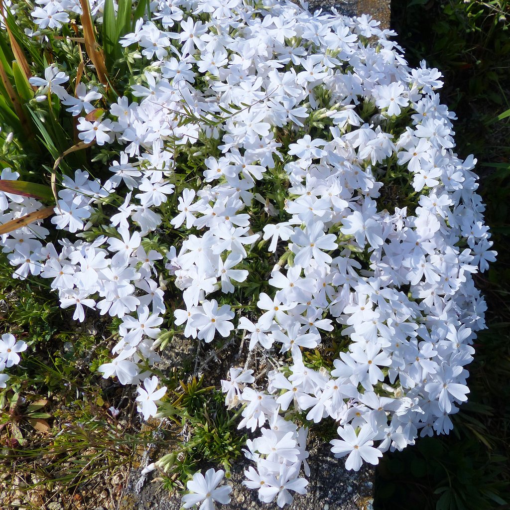 芝桜白色