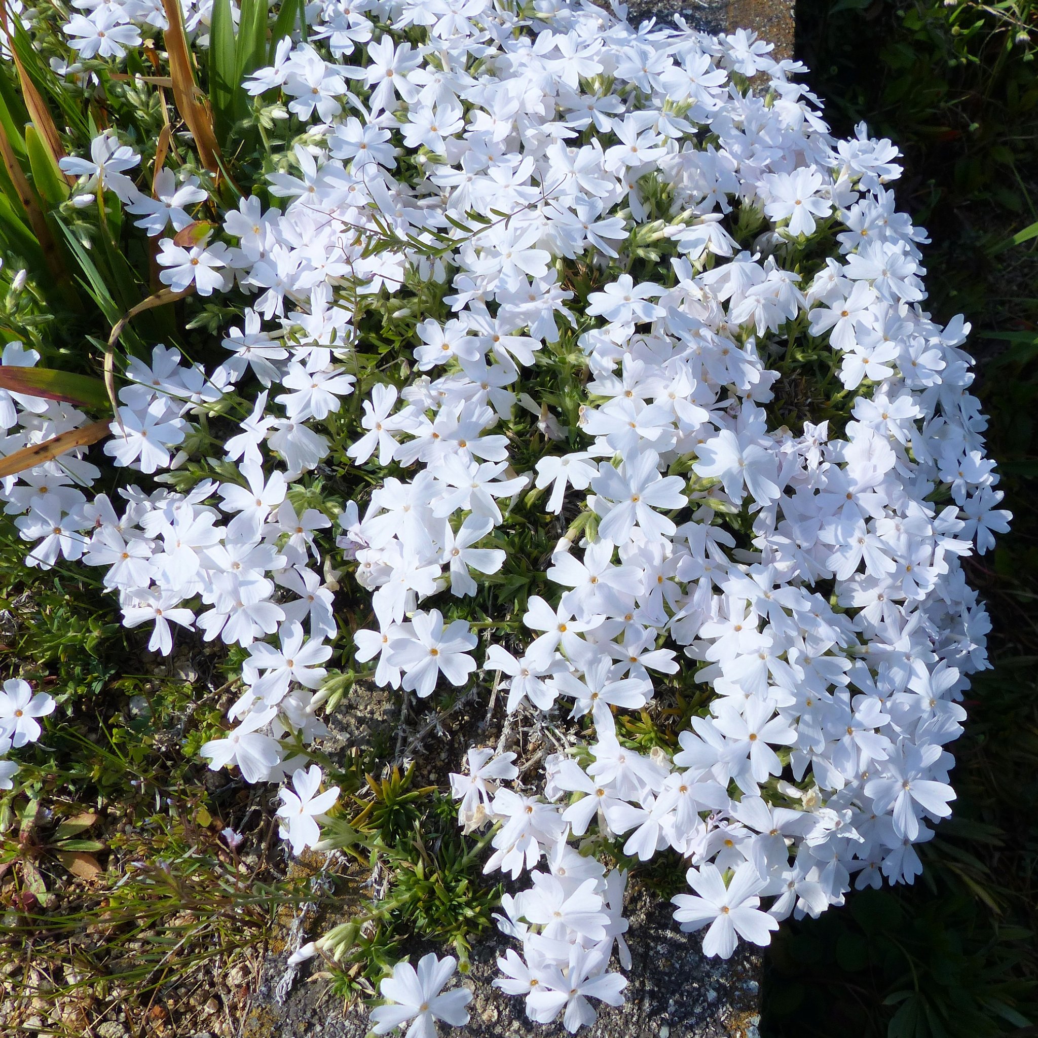芝桜白色
