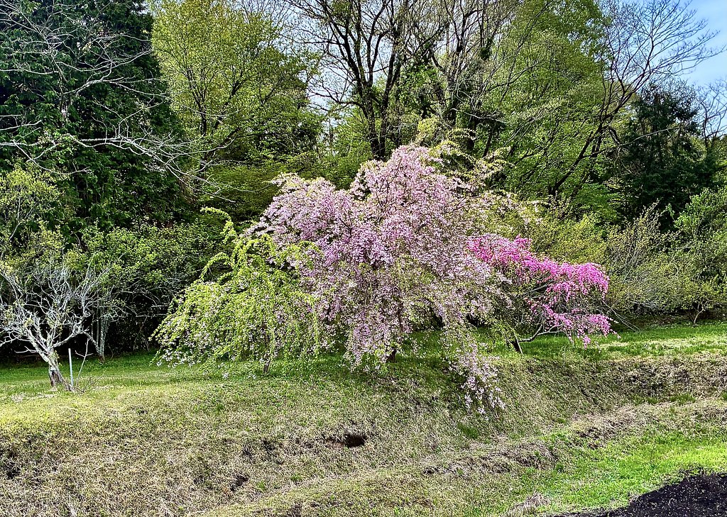 枝垂れ桜