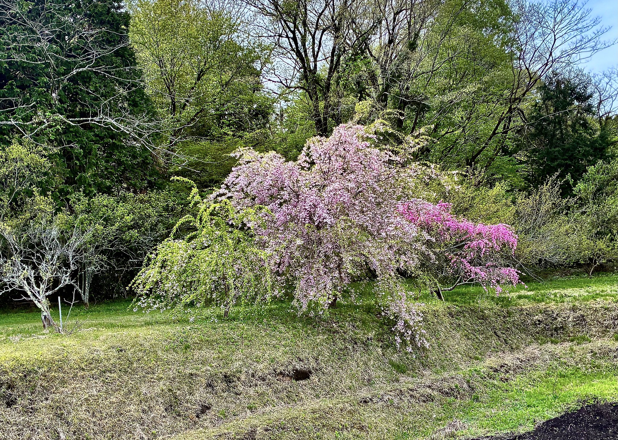 枝垂れ桜