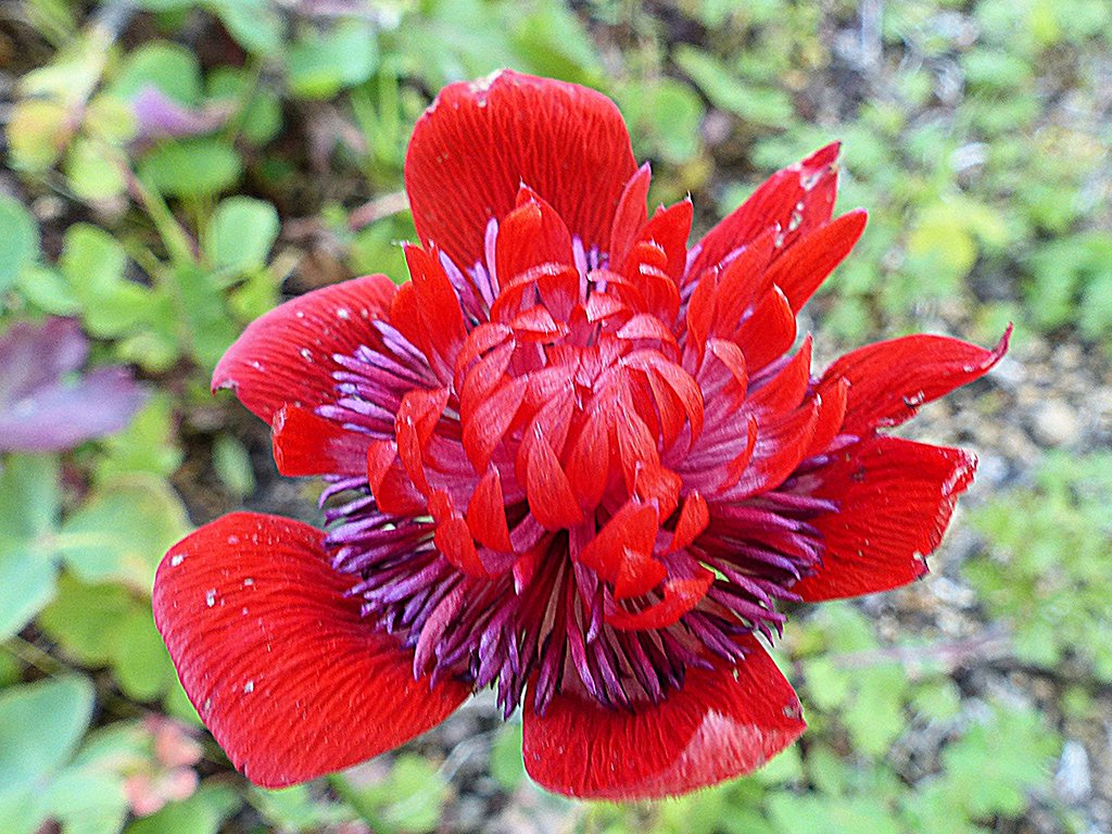 深紅のアネモネ