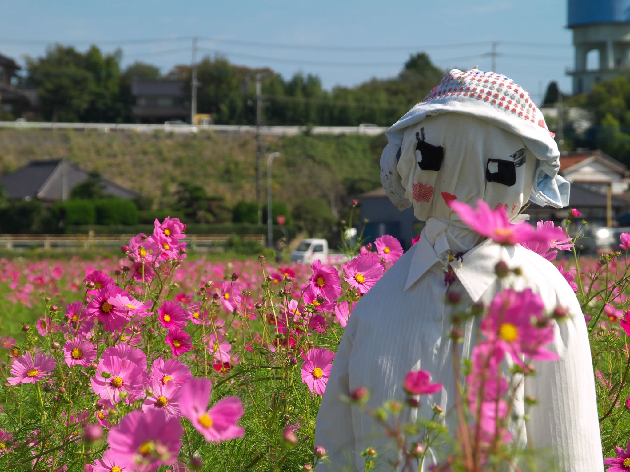 コスモス畑でこんにちわ