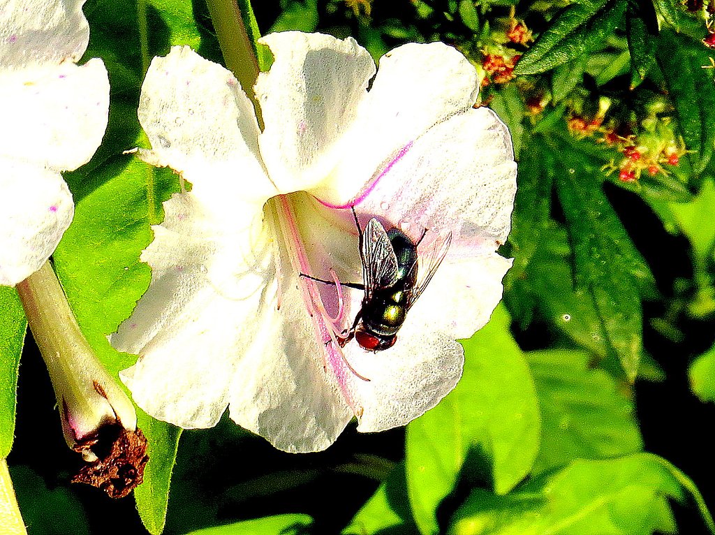 久しぶりの散歩での花と虫
