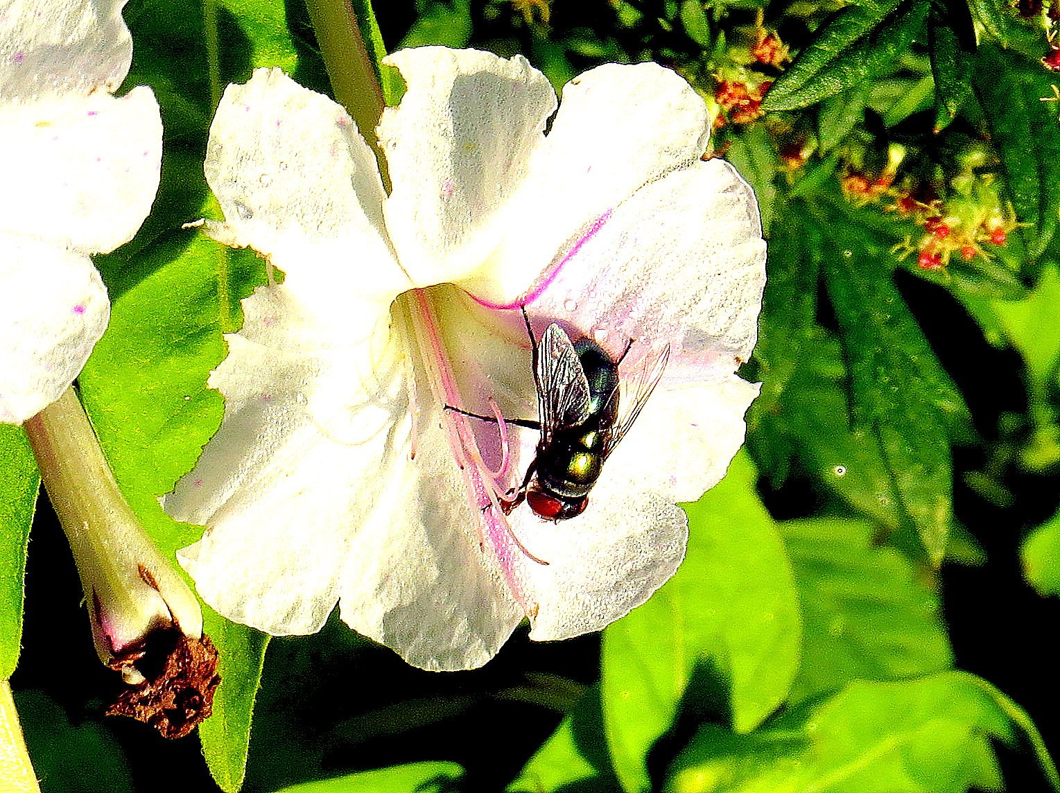 久しぶりの散歩での花と虫