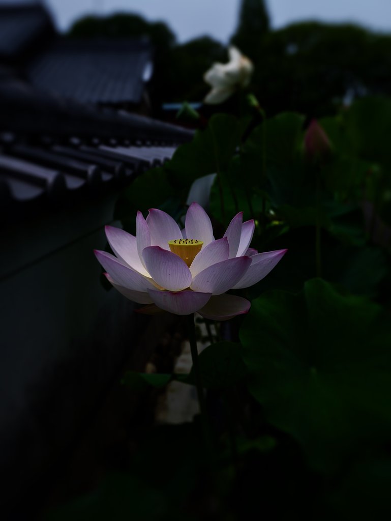 月光値千金