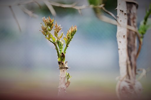 町にもタラノ芽