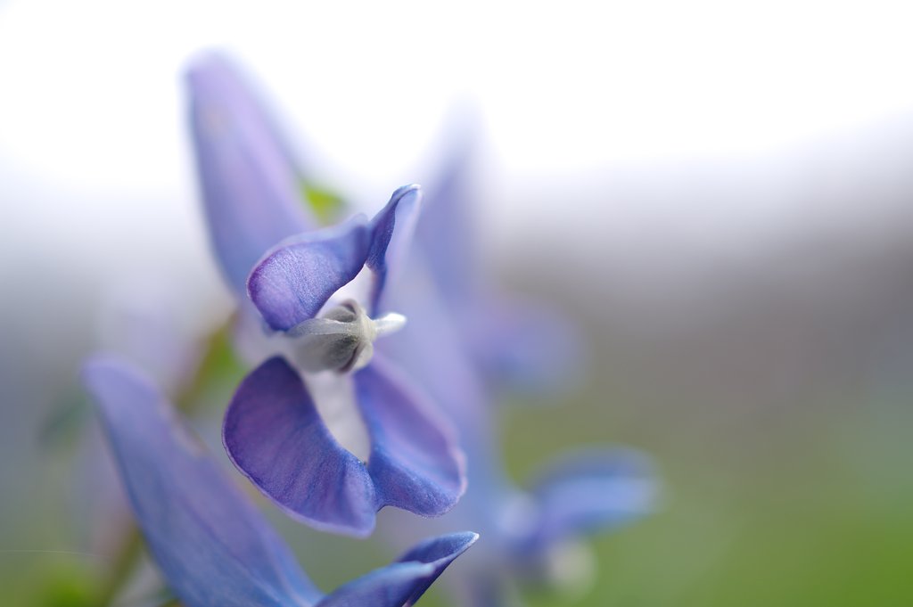 春一番の花